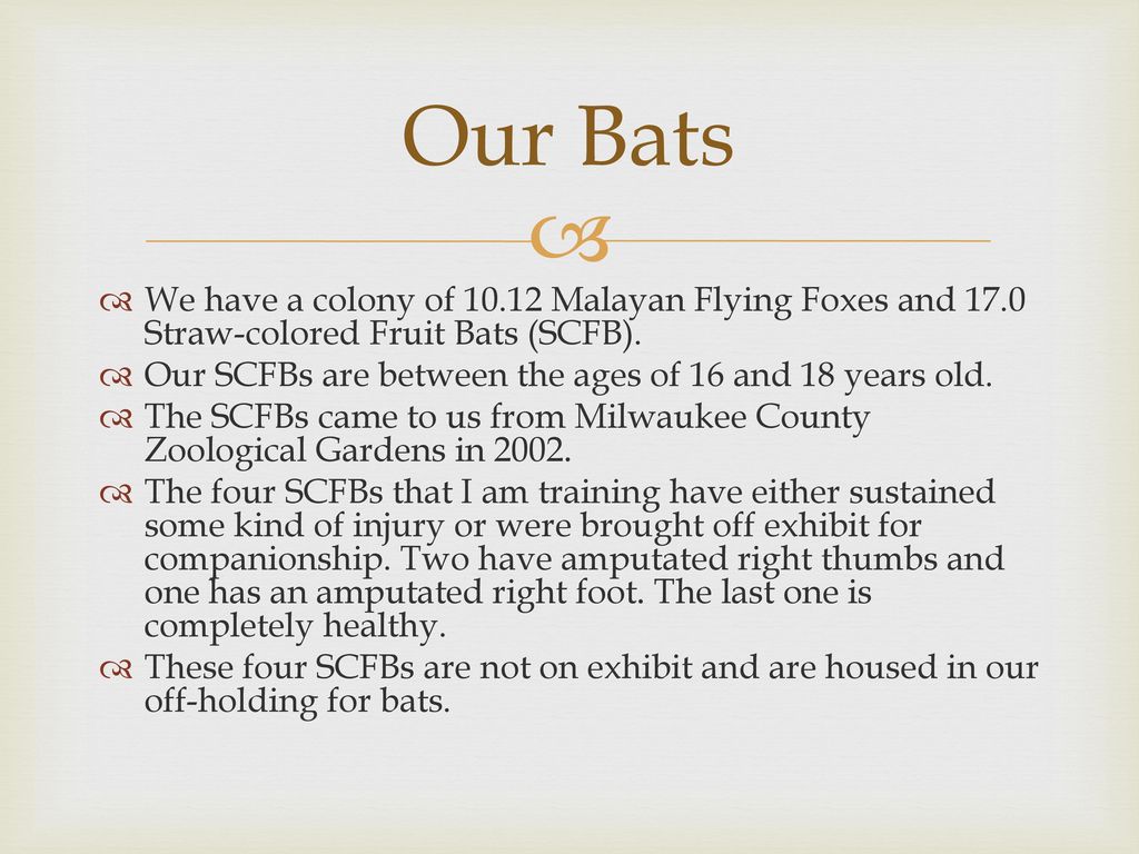 Straw-colored Fruit Bat Training - ppt download