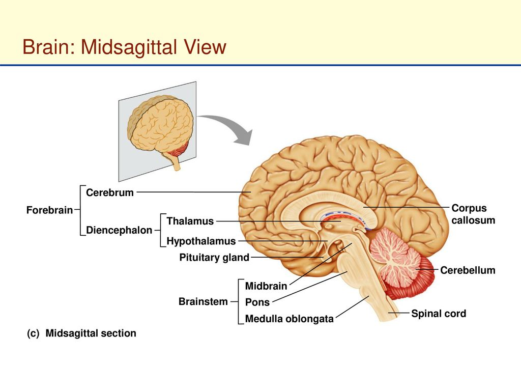 Brain: Midsagittal View