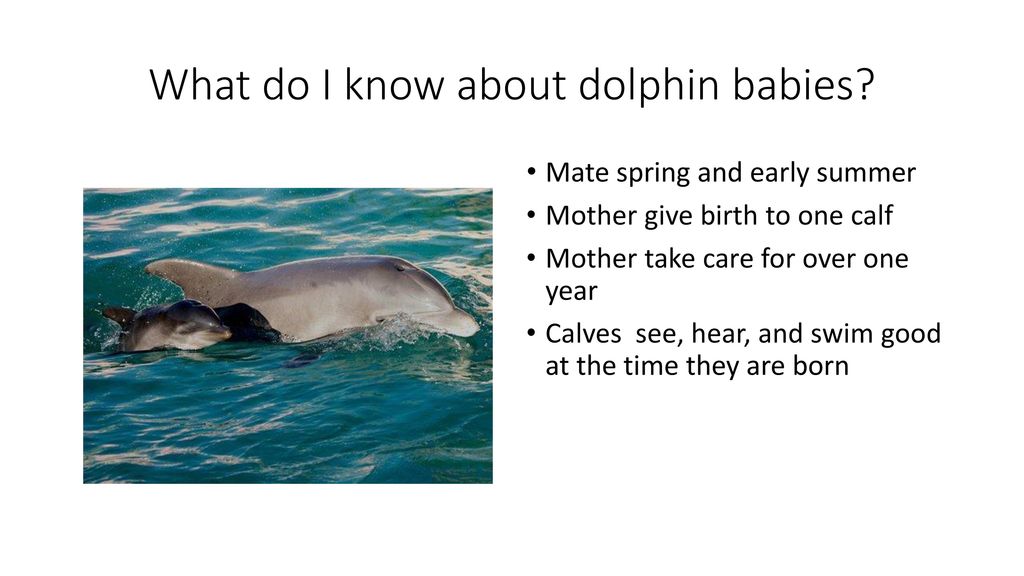 Dolphins By Jen. - ppt download