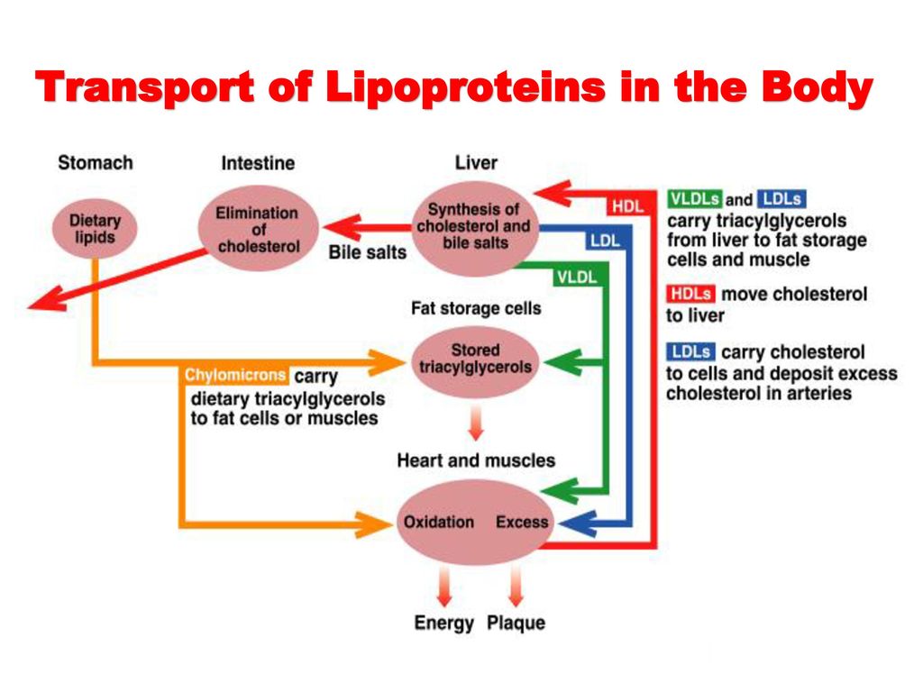 Compound And Derived Lipids - Ppt Download