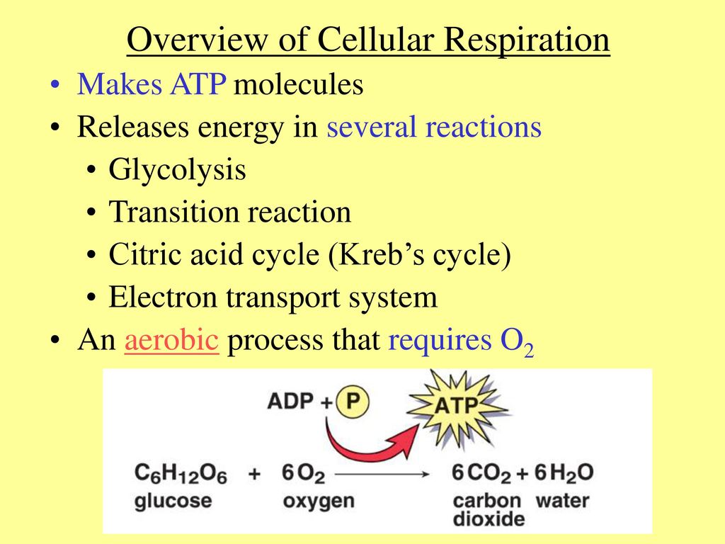 Metabolic Pathways and Enzymes - ppt download