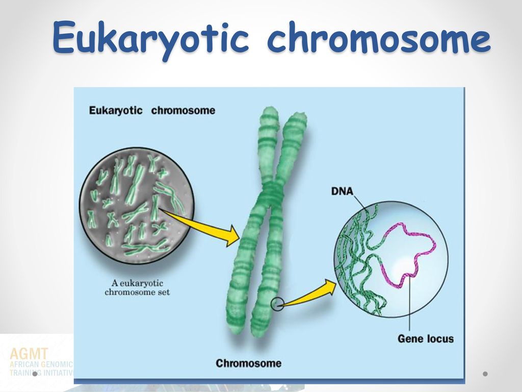 Где хромосомы. Строение хромосомы эукариотической клетки. Строение хромосомы эукариот. Строение эукариотической хромосомы. Строение хромосомы прокариотической клетки.