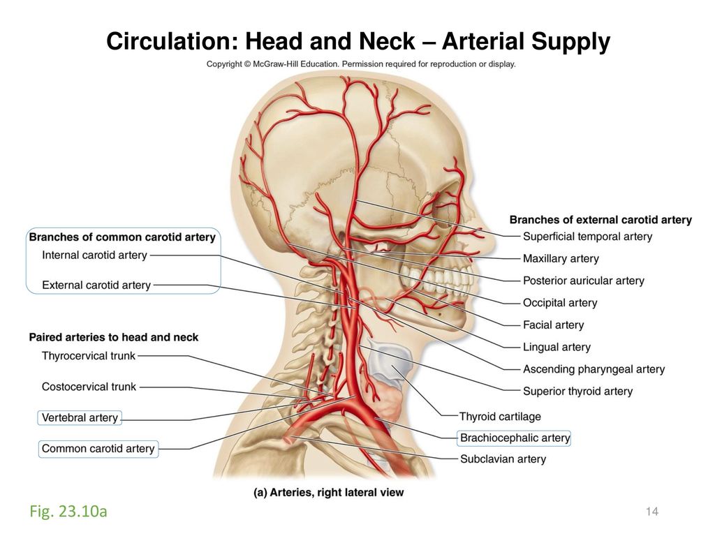 Сонные артерии на лице. Наружная Сонная артерия анатомия. Анатомия сонных артерий схема. Внутренняя Сонная артерия Синельников. Внутренняя Сонная артерия анатомия.
