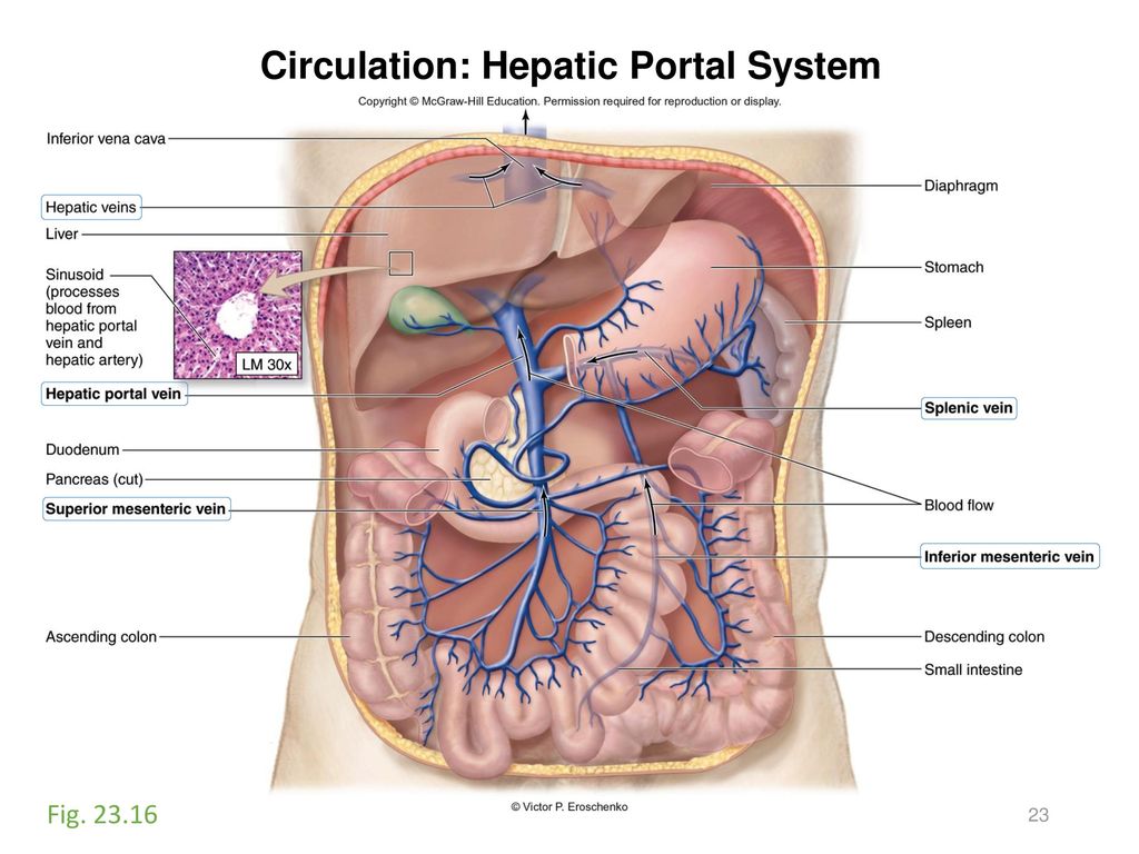 Activity 10 Vessels And Circulation Ppt Download Activity 10 Vessels And Circulation Ppt Download