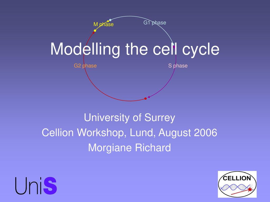 Modelling the cell cycle Biology Diagrams
