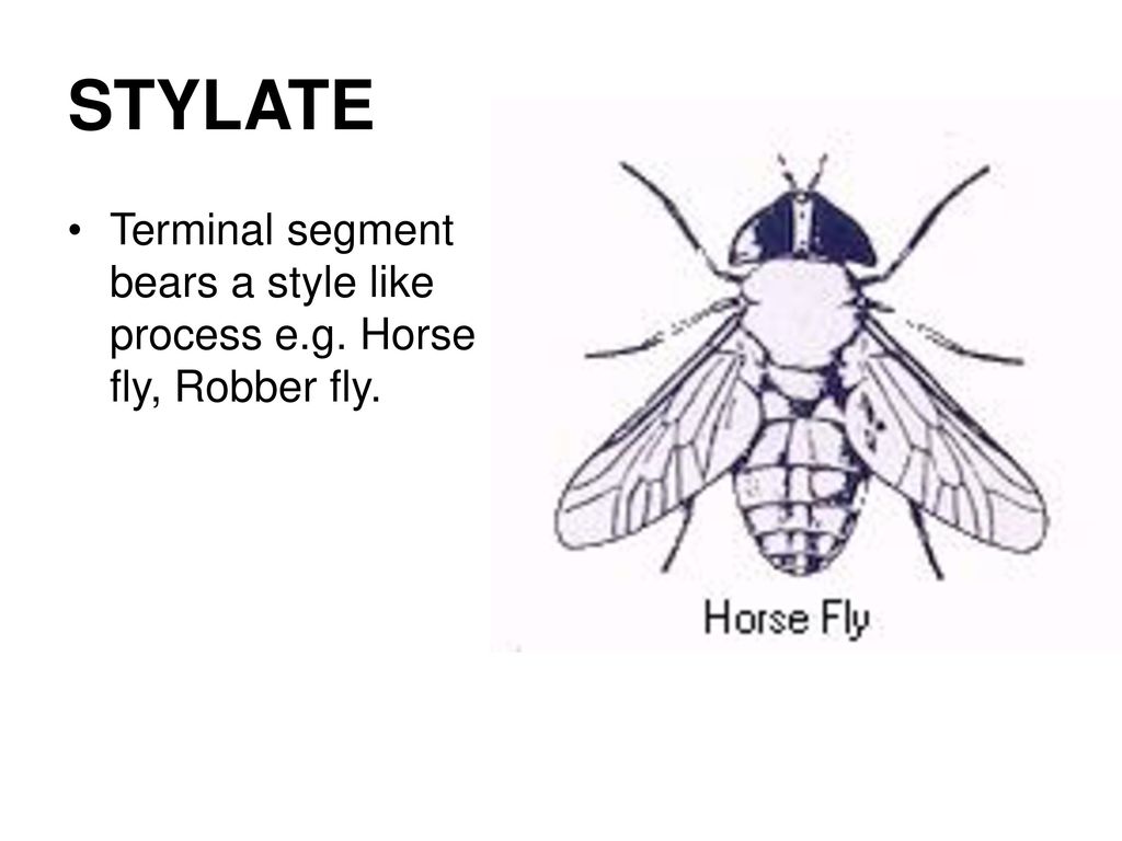 Types Of Insect Heads And Antennae Ppt Download