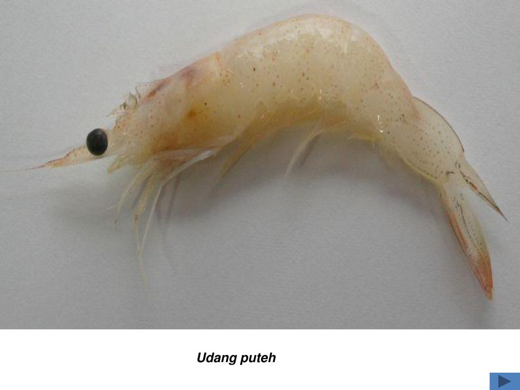 Arthropoda Materi Biologi Sma Kelas X Semester Gasal Ppt Download