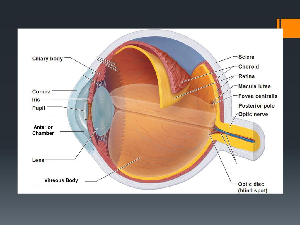 The Eyes. - ppt download