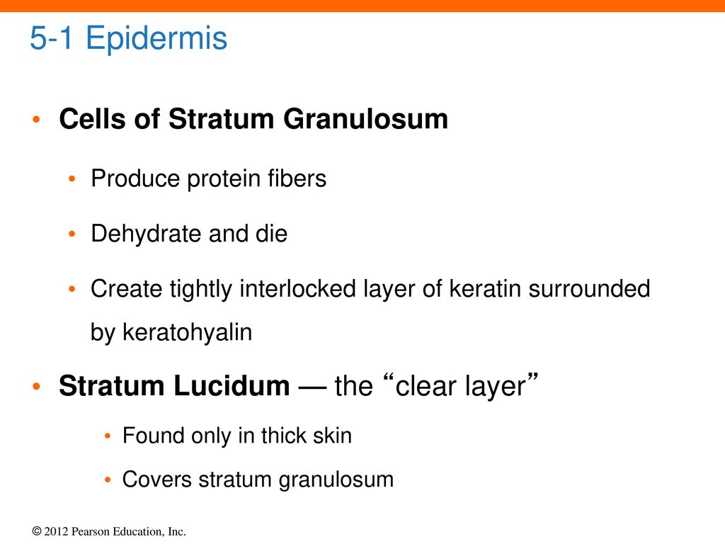 5 The Integumentary System. - ppt download