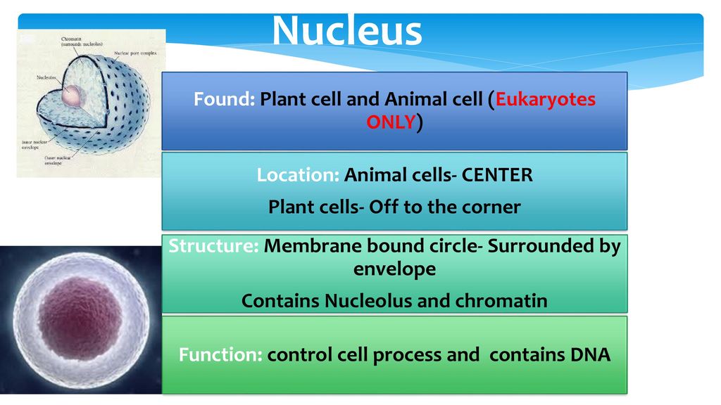 Cell Structures and Organelles - ppt download Cell Structures and Organelles - ppt download