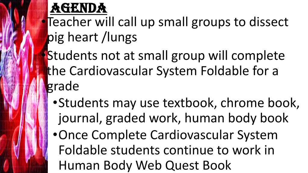 Agenda Teacher will call up small groups to dissect pig heart /lungs.