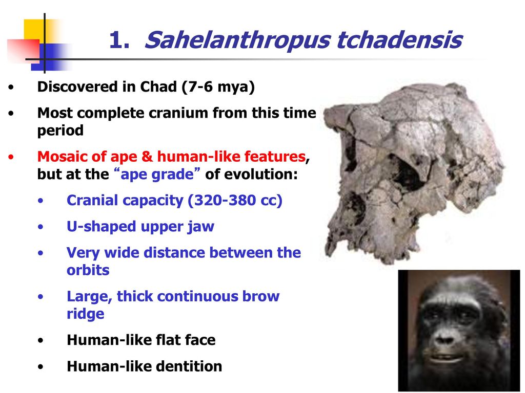 Evolution: On The Origin Of Humans - Ppt Download