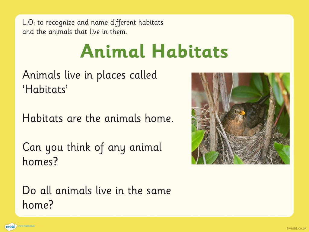 Science Lesson 1  to differentiate between living and non living  objects. - ppt download