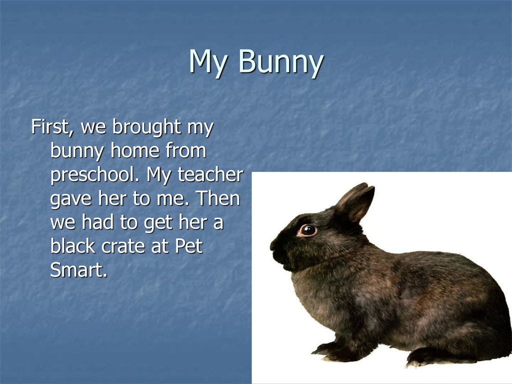 How To Take Care Of A Bunny Ppt Download