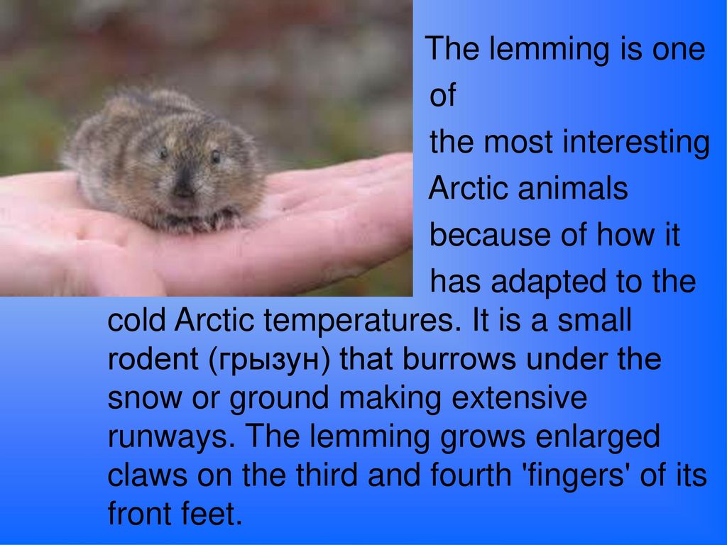 Lemming Facts: Animals of the Arctic - WorldAtlas