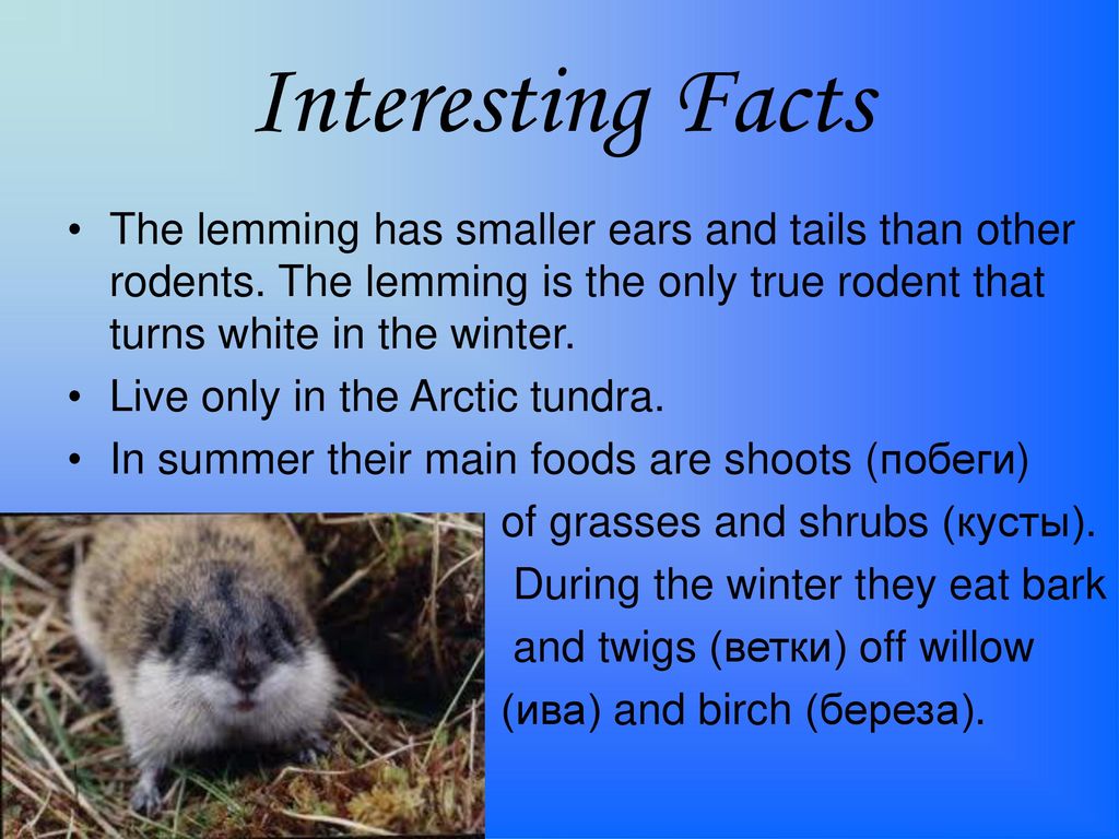 3 Facts About Lemmings 