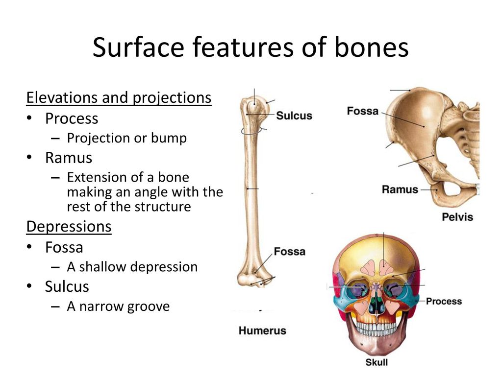 Intro To Skeletal System Ppt Download