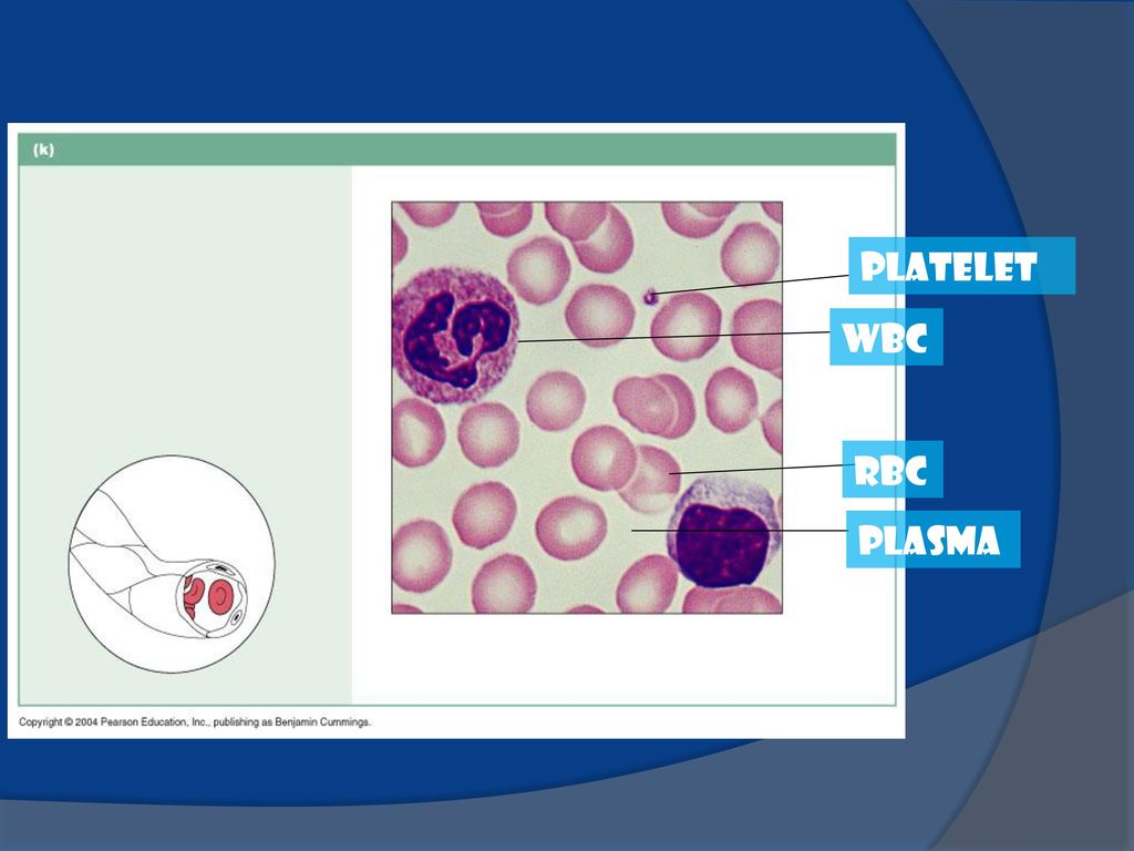 Connective Tissue P Ppt Download