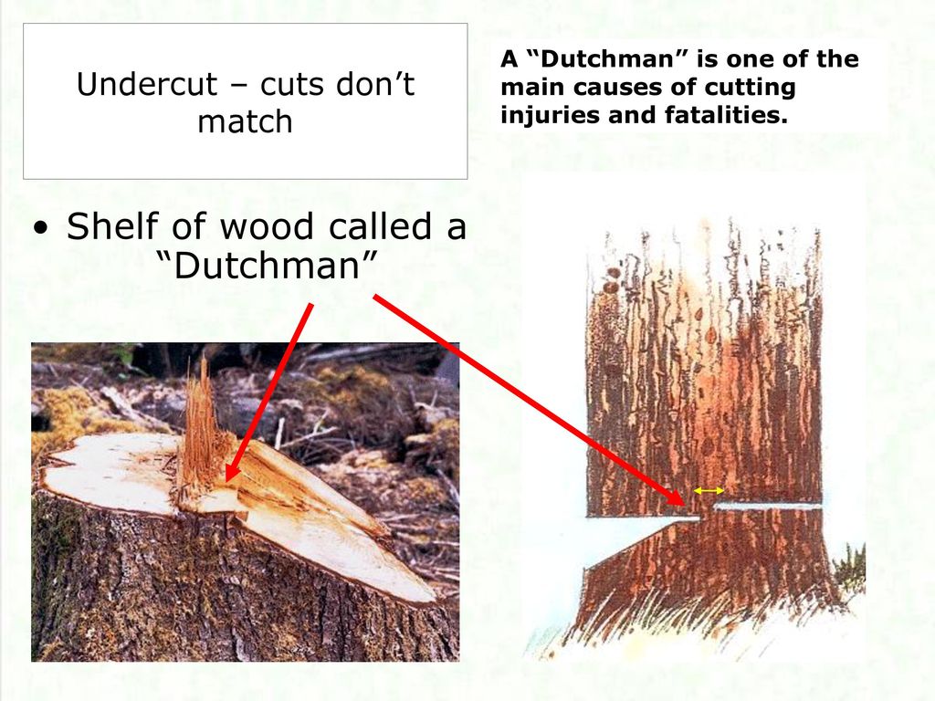 Basic Tree Felling This Presentation Is Not Intended To Make You A Professional Tree Feller It Is Intended To Make You Aware Of Improper Cutting Techniques Ppt Download