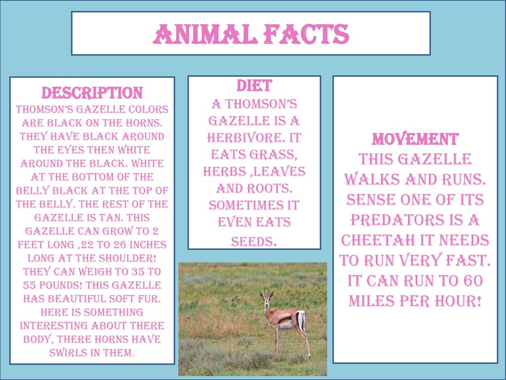Thomson's Gazelle By: Hailey Thompson - ppt download