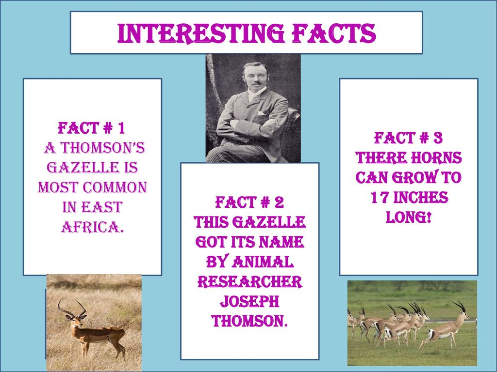 Thomson's Gazelle By: Hailey Thompson - ppt download Thomson's Gazelle By: Hailey Thompson - ppt download