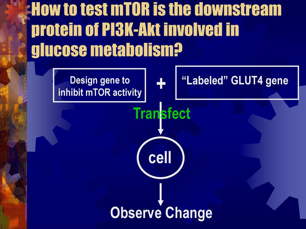 How to test mTOR is the downstream protein of PI3K-Akt involved in glucose metabolism