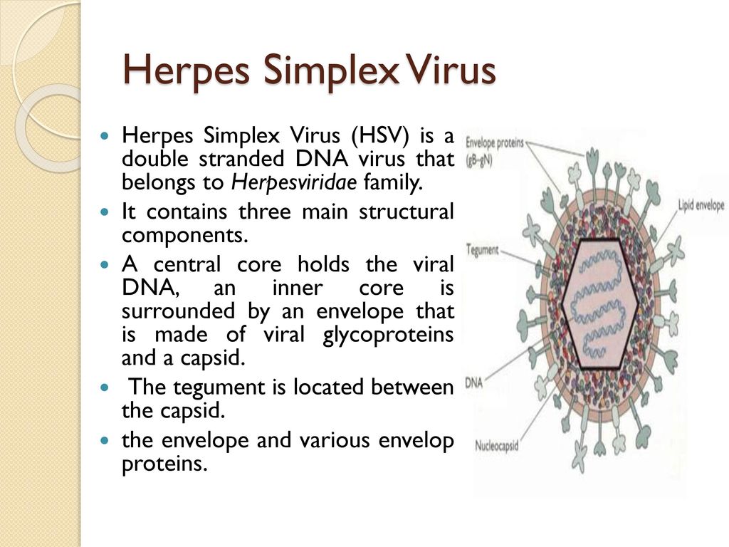 Herpes Simplex Virus Herpes Simplex Virus (HSV) is a double stranded DNA virus that belongs to Herpesviridae family.