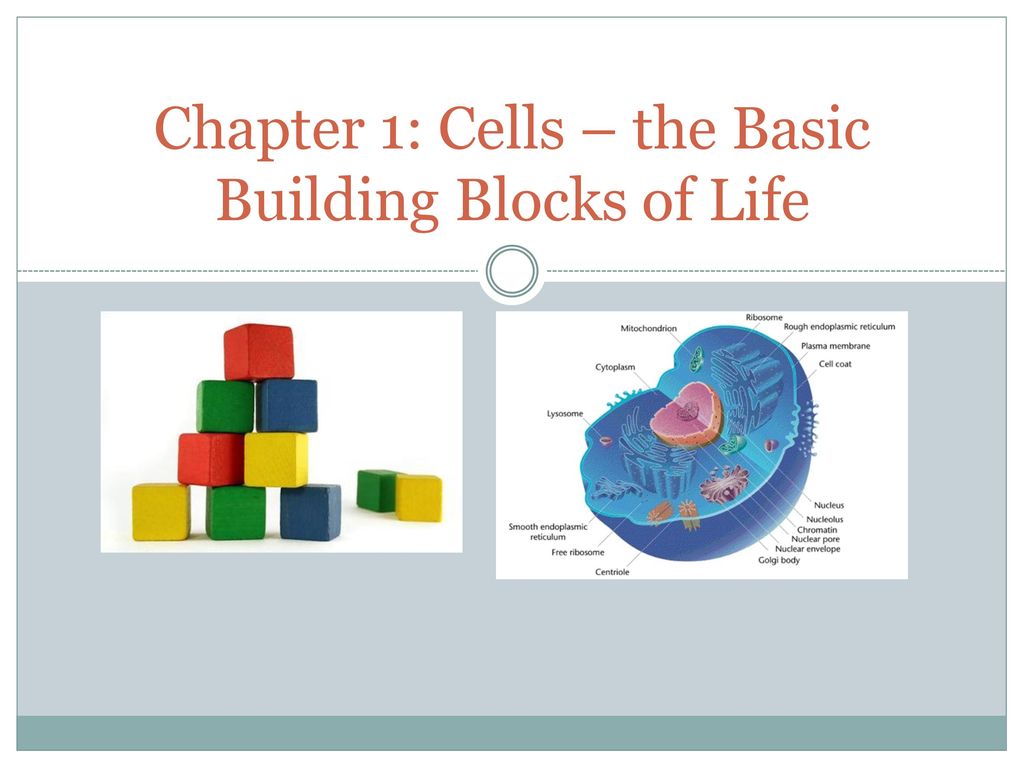 Chapter 1: Cells – the Basic Building Blocks of Life - ppt download