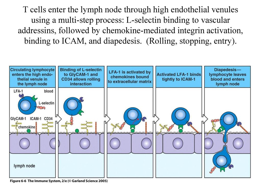 T cells enter the lymph node through high endothelial venules using a multi-step process: L-selectin binding to vascular addressins, followed by chemokine-mediated integrin activation, binding to ICAM, and diapedesis.