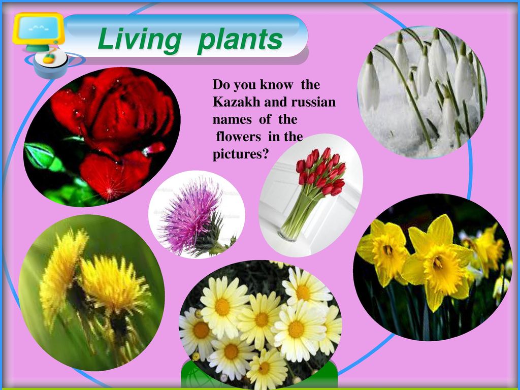 Knows that plants. Цветы 4 класс. Kind of Plants презентация. Растения урок 1 класс. Сл сл, по теме растения.