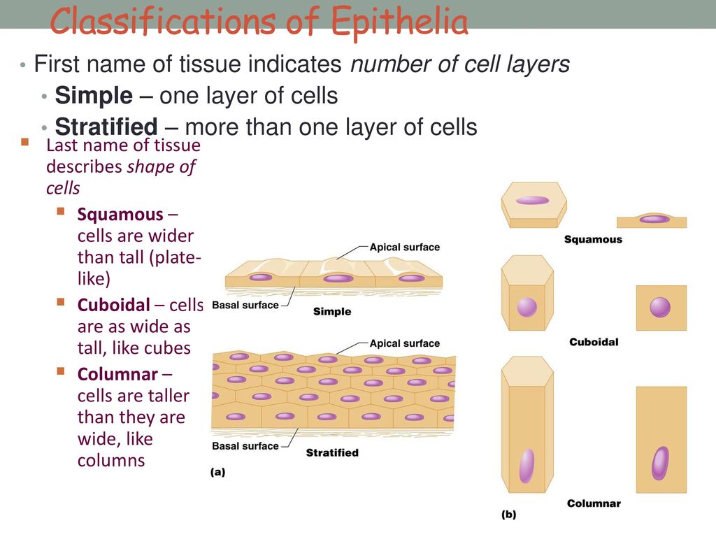 TISSUES Tissues are communities of cells working together to perform a ...