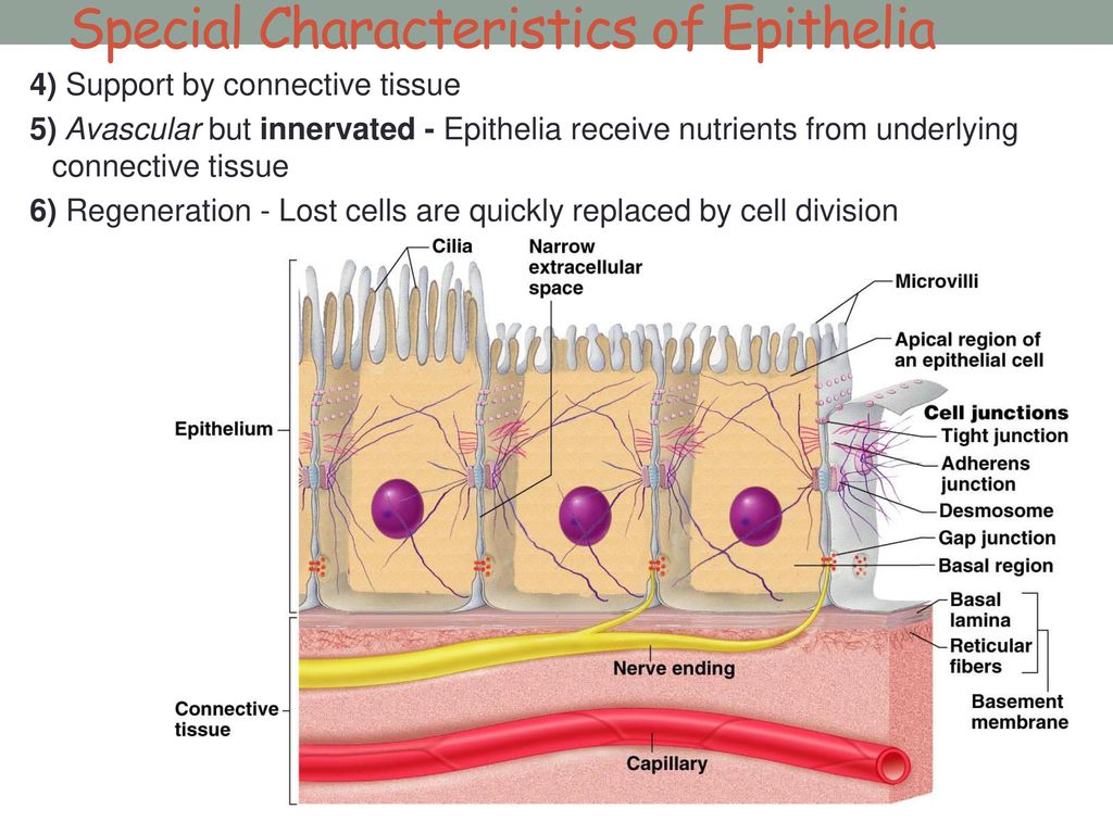 Tissues Tissues Are Communities Of Cells Working Together To Perform A 