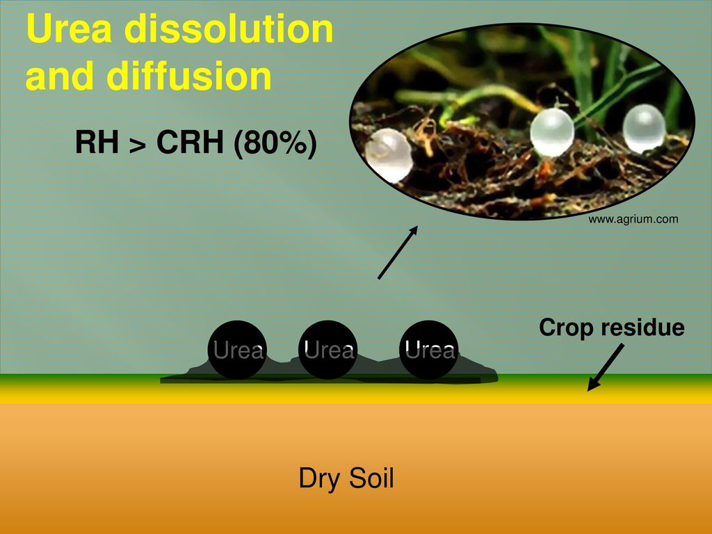 Urea dissolution and diffusion RH > CRH (80%) Dry Soil Crop residue