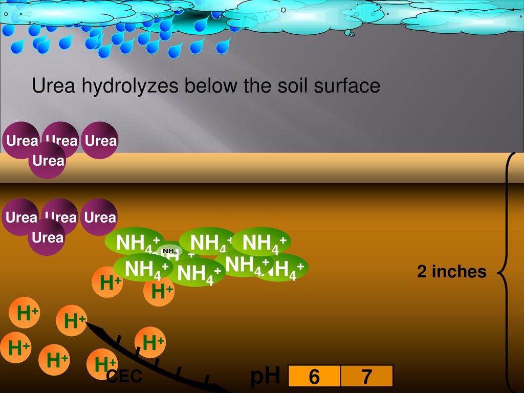 pH Urea hydrolyzes below the soil surface NH4+ NH4+ NH4+ NH4+ NH4+