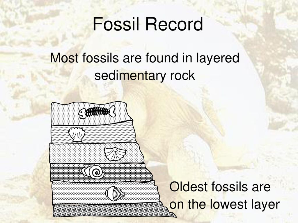 Evidences of Evolution ppt download