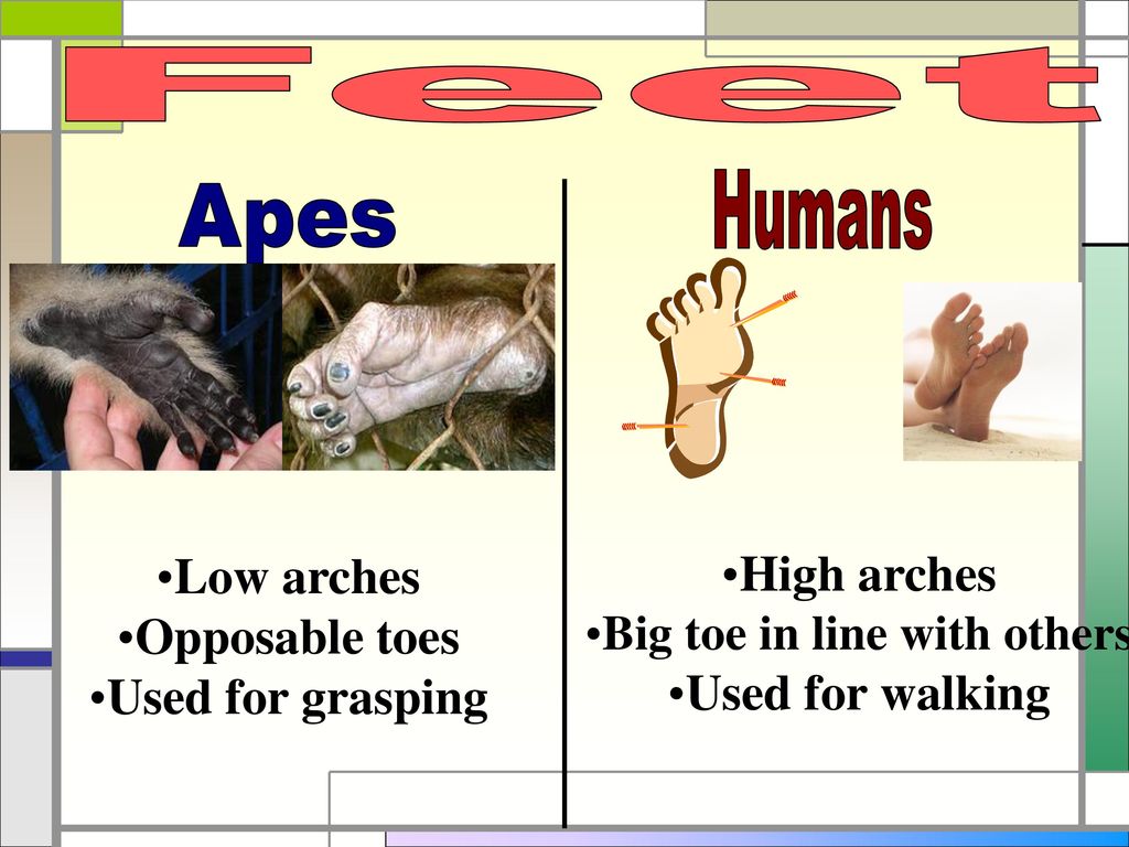 Humans and Apes: Comparing Features. - ppt download