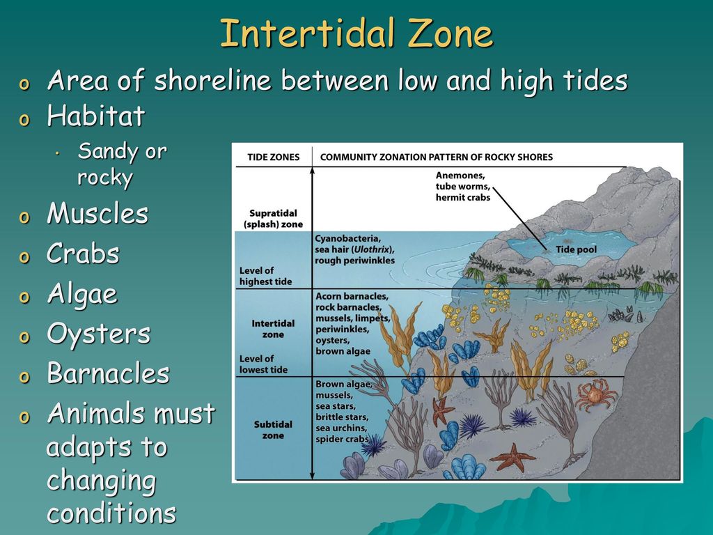 Chapter 6 Major Ecosystems of the World - ppt download