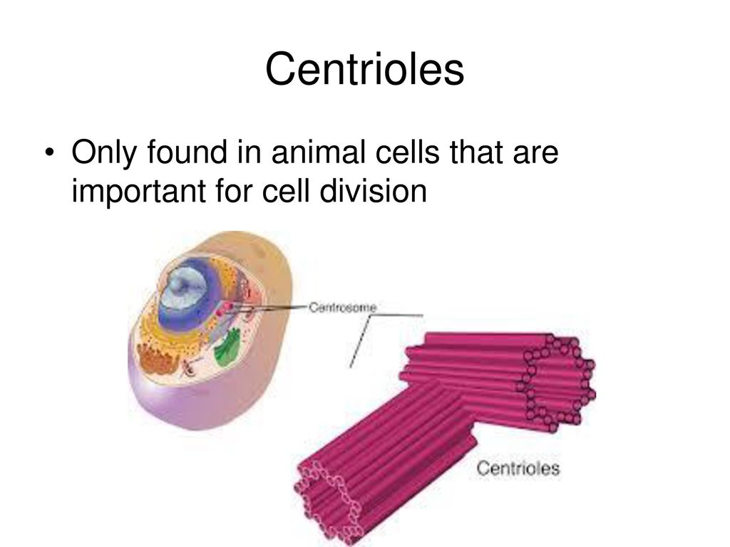 Cell Structure And Function. - ppt download Cell Structure And Function. - ppt download