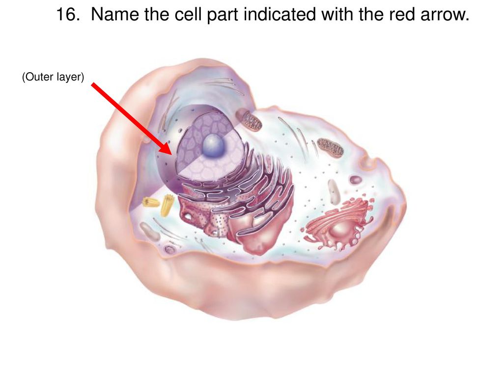 1. Name the cell part indicated with the red arrow. - ppt download