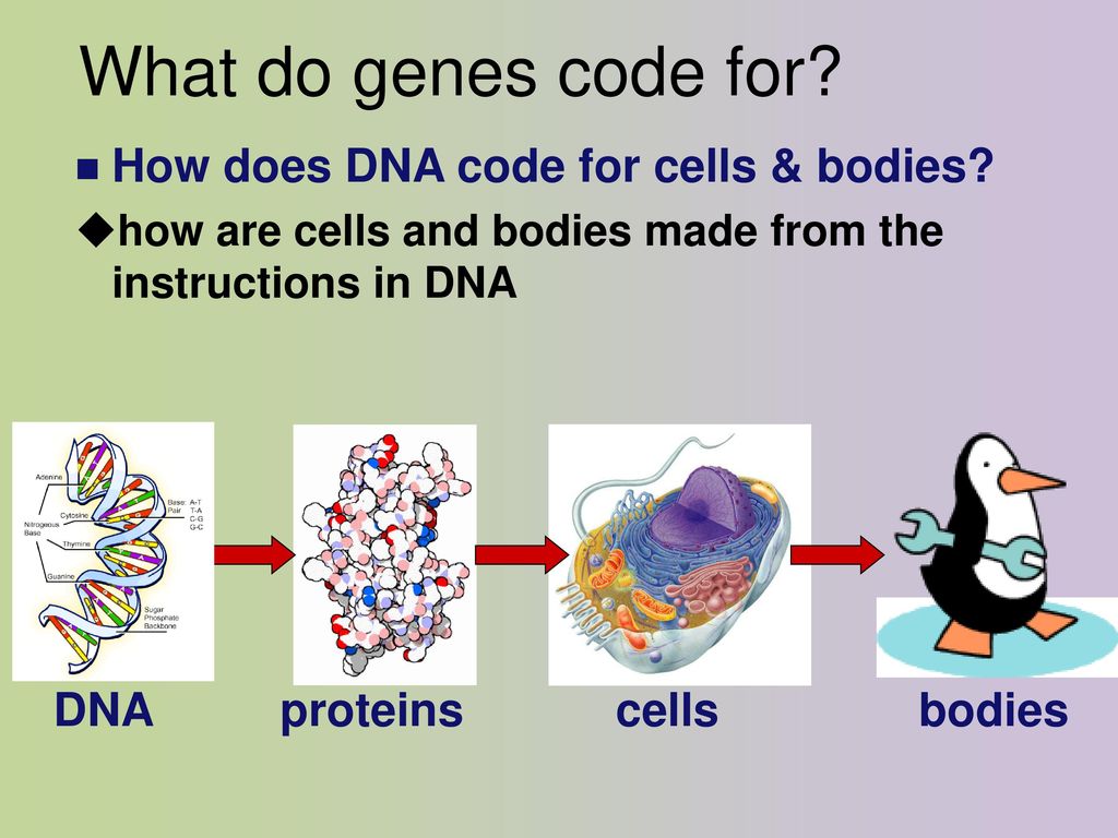 What do genes code for how does dna code for cells bodies dna ppt