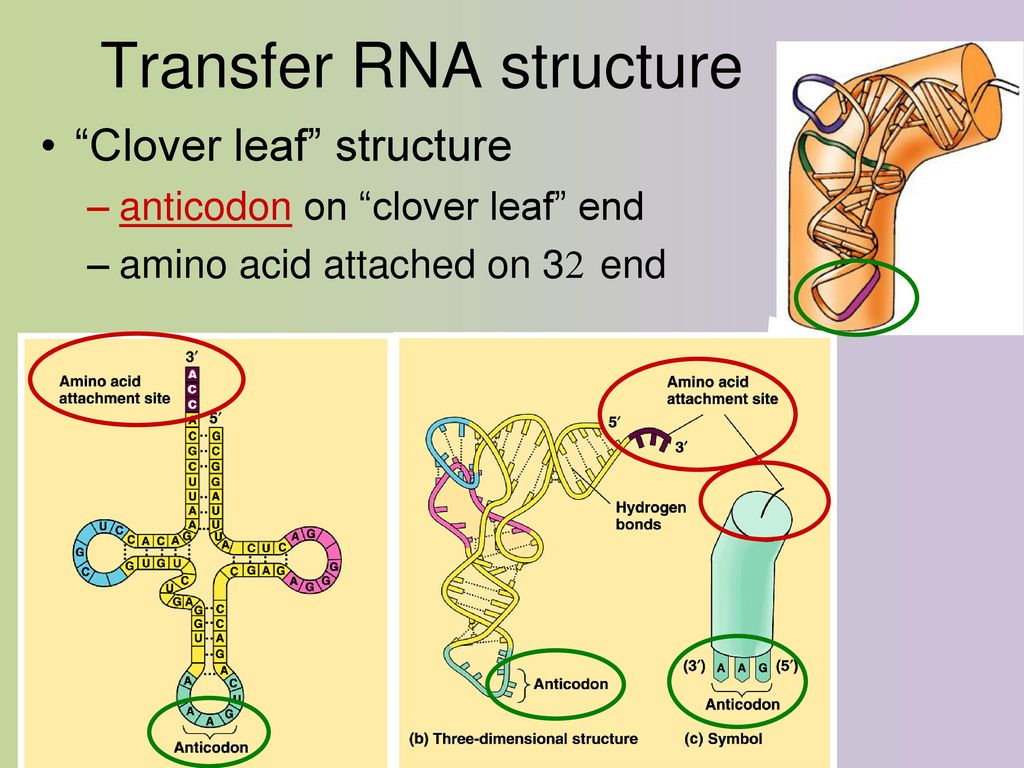 Днк рнк трнк. TRNA structure. Transfer RNA. Hydrogen ТРНК. Transfer RNA Genes строение.