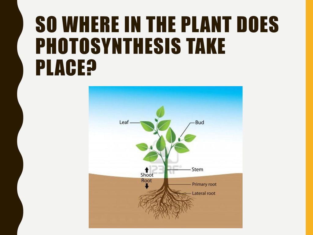 Photosynthesis ppt download