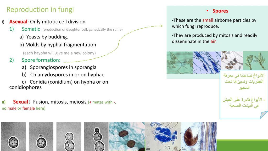 Lecture: Fungi and their pathogenesis - ppt download