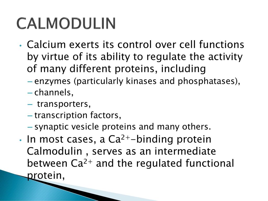 CALMODULIN Calcium exerts its control over cell functions by virtue of its ability to regulate the activity of many different proteins, including.