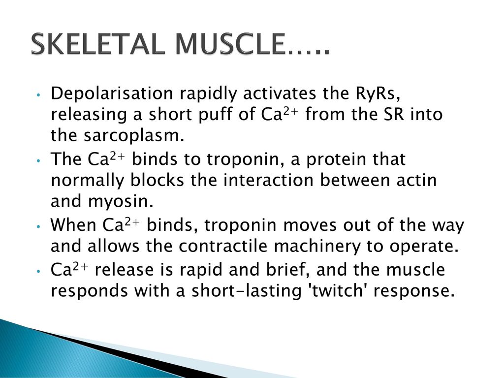 SKELETAL MUSCLE….. Depolarisation rapidly activates the RyRs, releasing a short puff of Ca2+ from the SR into the sarcoplasm.