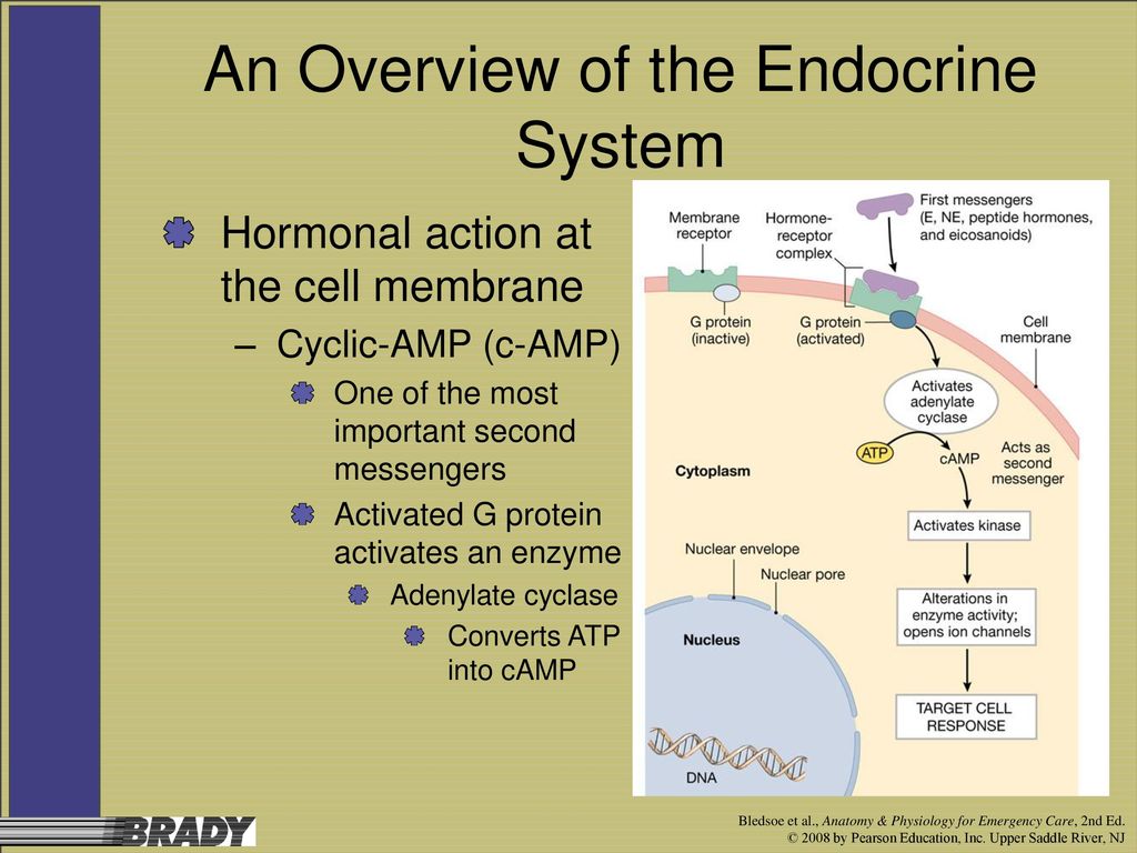 The endocrine system презентация