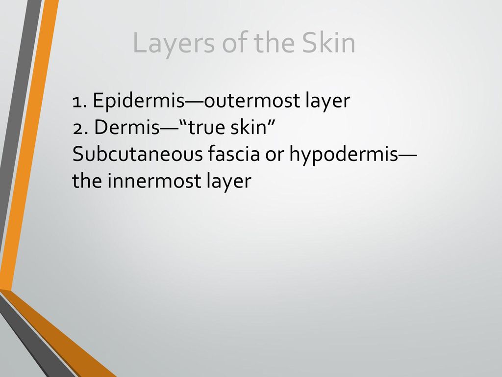 Integumentary system ppt download