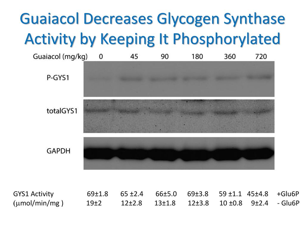 Guaiacol Decreases Glycogen Synthase Activity by Keeping It Phosphorylated