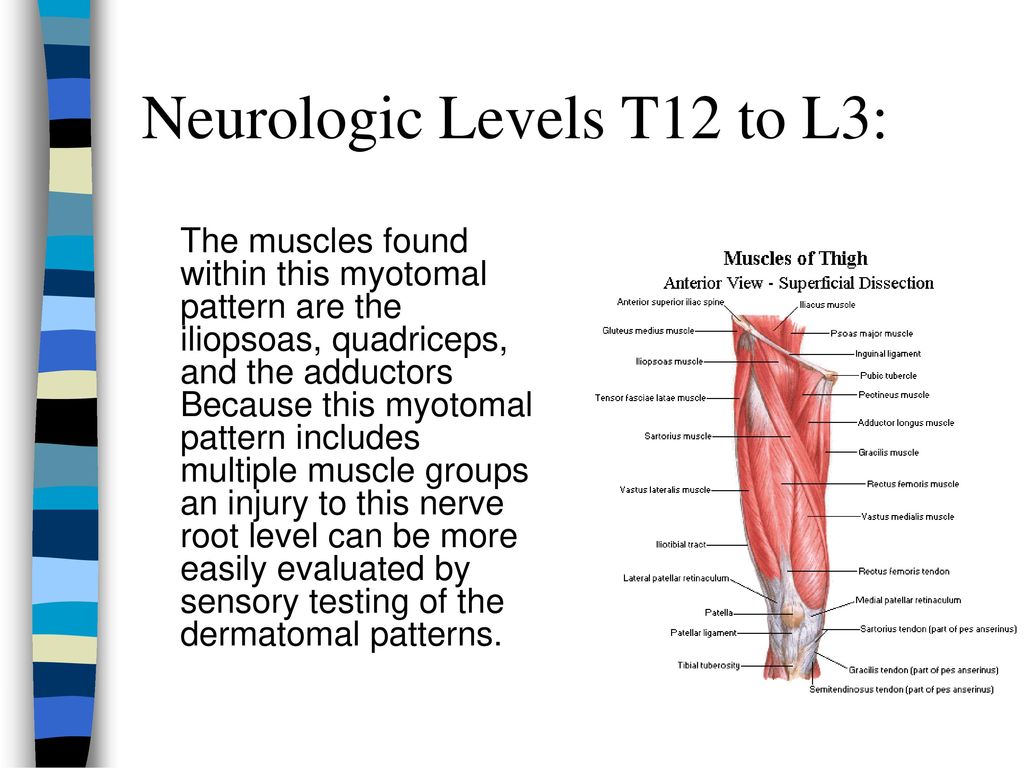 Spinal Nerves 31 Pairs Emerging At Each Vertebral Level Ppt Download
