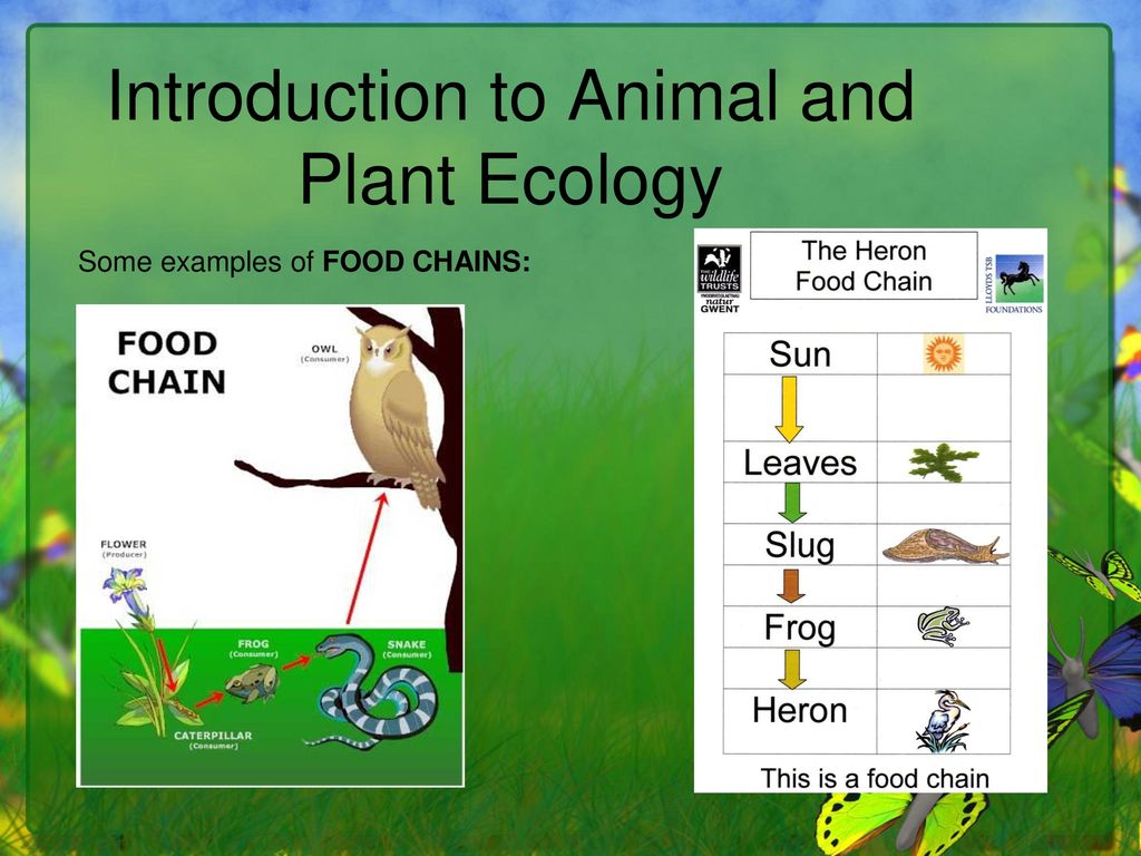 Subject. Animal and Plant Ecology - ppt download
